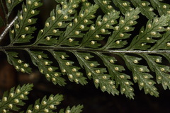 Parapolystichum microsorum pentangulare