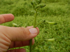 Nicotiana paniculata