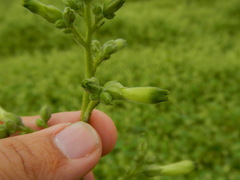 Nicotiana paniculata