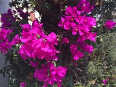 Bougainvillea