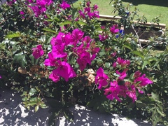 Bougainvillea