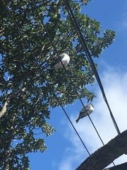 Hemiphaga novaeseelandiae