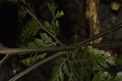 Parapolystichum microsorum pentangulare