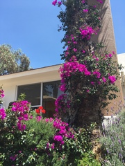 Bougainvillea