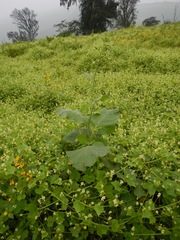 Nicotiana paniculata