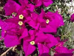 Bougainvillea