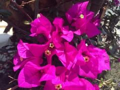 Bougainvillea