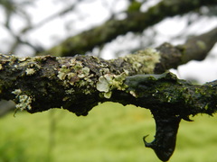Lecanoromycetes