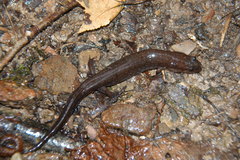 Desmognathus brimleyorum