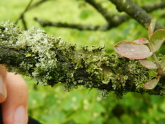 Lecanoromycetes