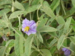 Solanum dimidiatum