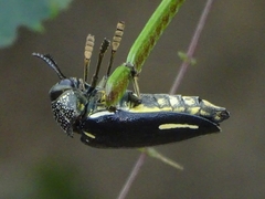 Sternocera interrupta interrupta
