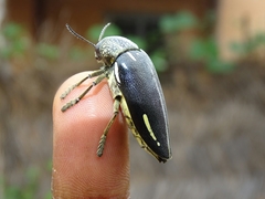 Sternocera interrupta interrupta