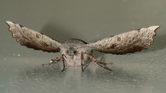 Oenochroma vetustaria