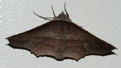 Oenochroma vetustaria