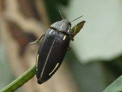 Sternocera interrupta interrupta