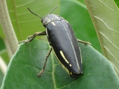 Sternocera interrupta interrupta