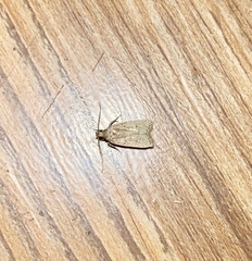 Autosticha kyotensis