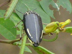 Sternocera interrupta interrupta
