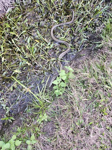 Coastal Carpet Python sighting