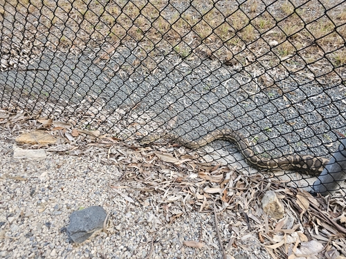 Coastal Carpet Python sighting