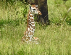 Giraffa camelopardalis rothschildi