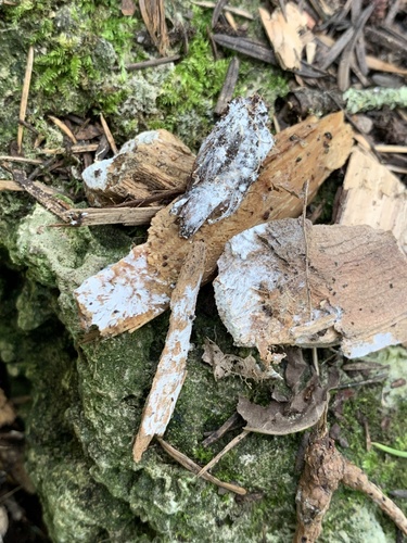 Pilze & Flechten