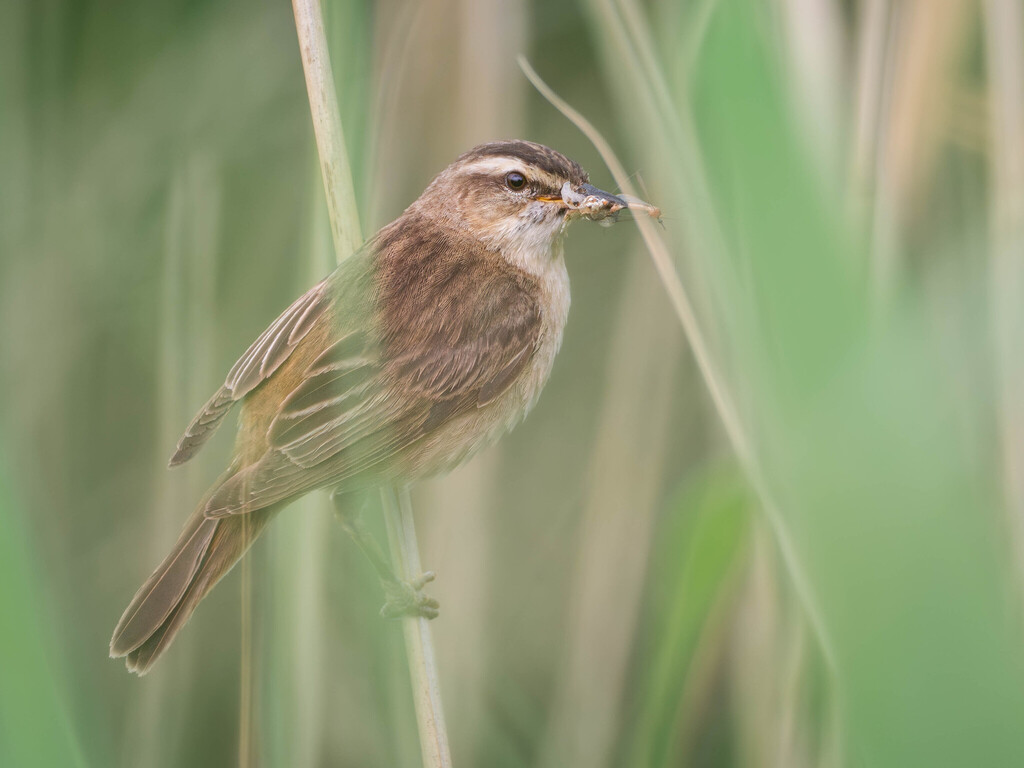 Sedge Warbler photo