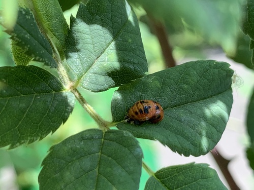 Asiatischer Marienkäfer