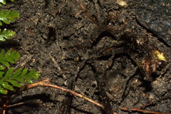 Parapolystichum microsorum pentangulare