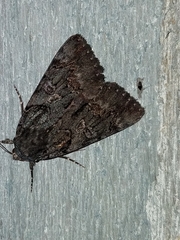 Catocala antinympha