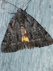 Catocala antinympha