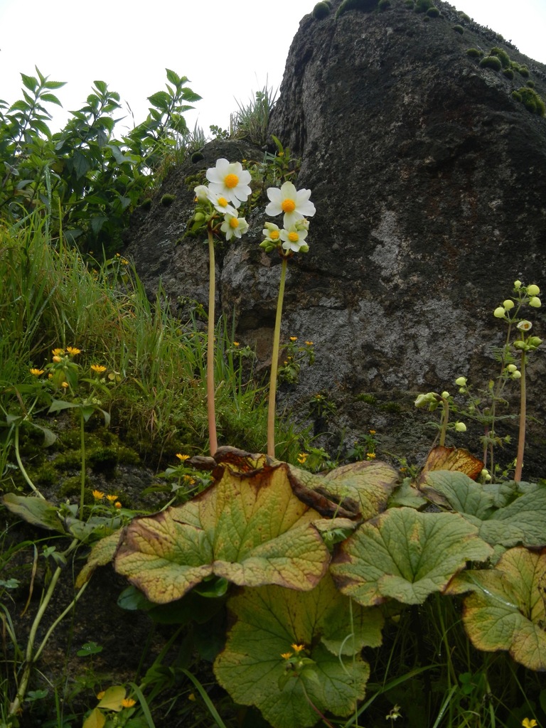 Begonia octopetala