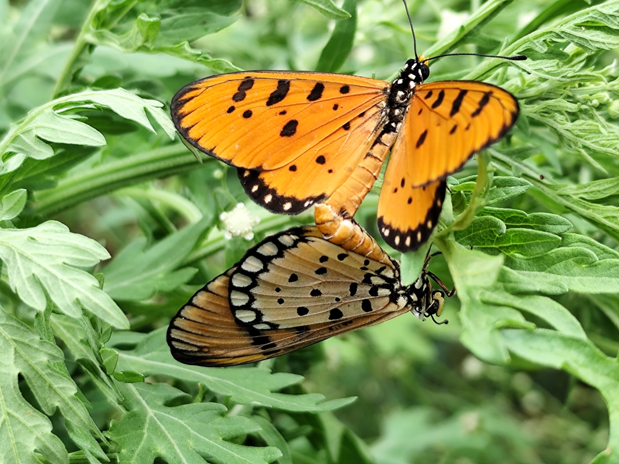 Tawny Coster