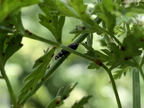 Käfer