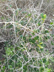 Dovyalis rotundifolia