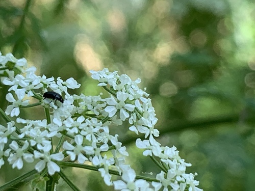 Käfer