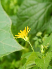 Philoglossa peruviana