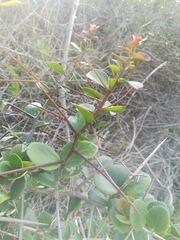 Dovyalis rotundifolia