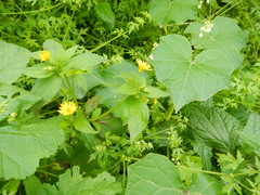 Philoglossa peruviana