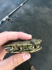 Graptemys caglei