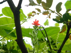 Tourrettia lappacea