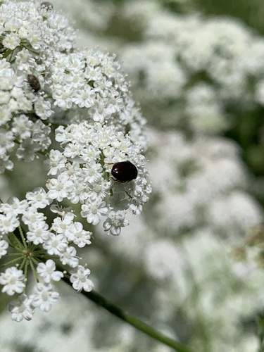 Käfer