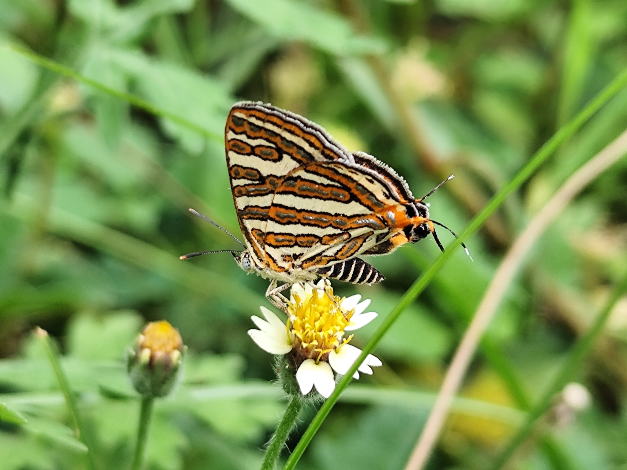 Common Silverline
