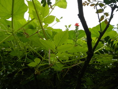 Tourrettia lappacea
