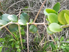 Dovyalis rotundifolia