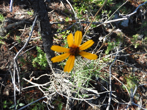 Zinnia juniperifolia (Zinnia juniperifolia)