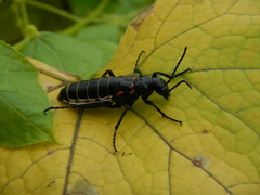 Pseudomeloe miniaceomaculatus
