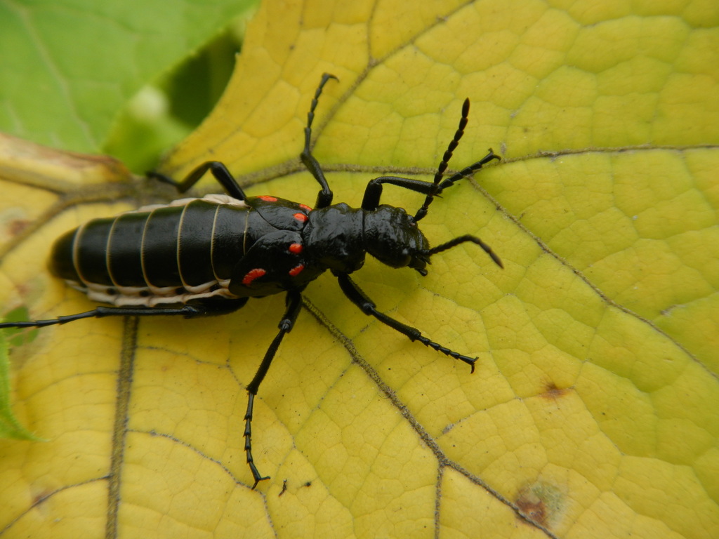 Pseudomeloe miniaceomaculatus