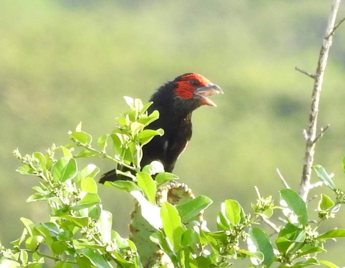 iNaturalist image